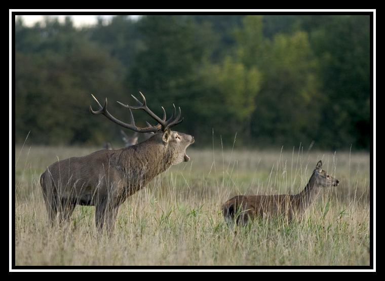 brame cerf2-border 